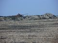 БМП-2 - 2014-08-12 - Свердловск First