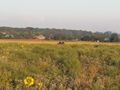 БМП-2 - 2014-08-12 - Червонопартизанск First