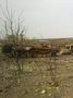 БМП-2 - 2014-08-13 - Степановка First
