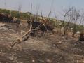 БМП-2 - 2014-08-13 - Степановка First