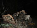 БМП-2 - 2014-08-18 - Червонопартизанск First