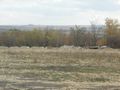 БМП-2 - 2014-08-30 - Новоанновка First